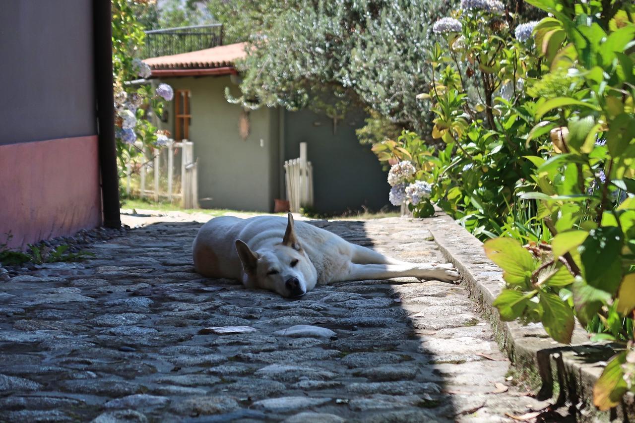The Lazy Dog Inn A Mountain Lodge Huaraz  Extérieur photo